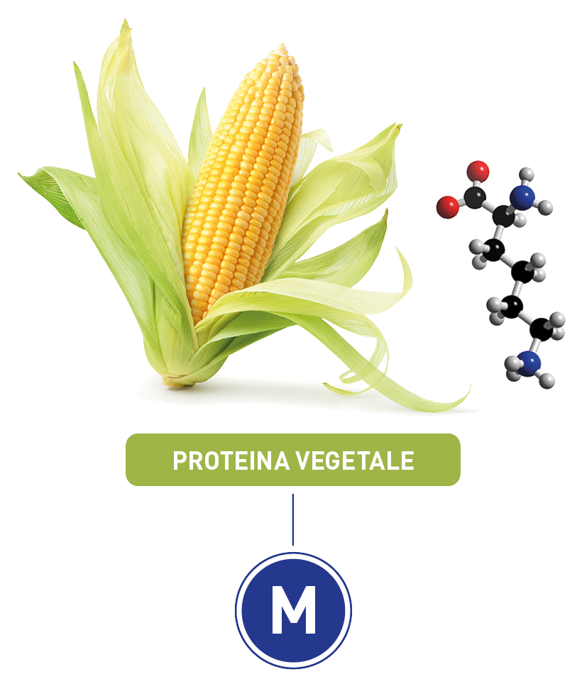 Proteine mais