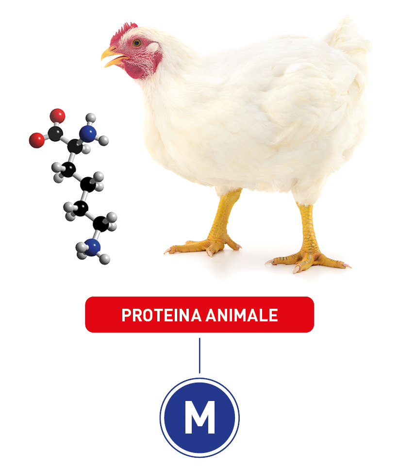 Proteine pollo